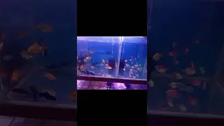 🌊 Relaxing Fish Tank | Soothing Aquarium Sounds | 4K Ultra HD