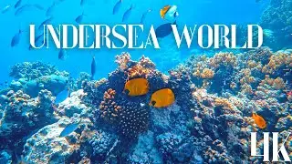 exciting journey through undersea world 4k | video under which you can completely relax