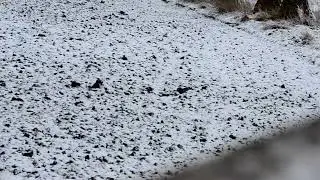Damwildjagd, Kalb liegt