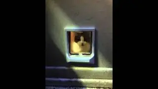 Cat flap training