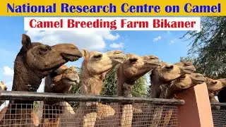 National Research Centre on Camel Bikaner
