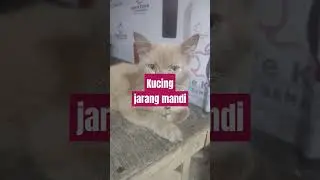 #shorts Jarang mandi nih kucing