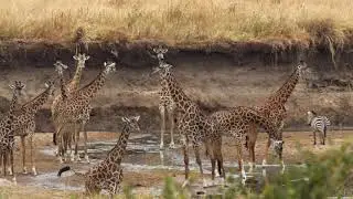 Twiga Masai Giraffe