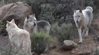 Miracle Wolves of the Butte Fire