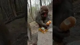 Very Pity Monkey Eat Bread So Hungry | Baby Monkey  #Short
