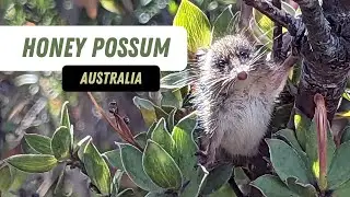 Noolbenger: A Tiny Cute Marsupial