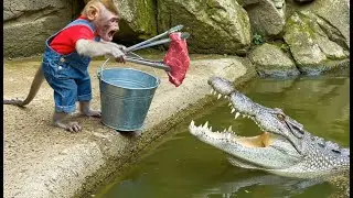 Monkey Cutis Farm | Moments showcasing Cutis's diligence and intelligence #cutis #babymonkeycutis