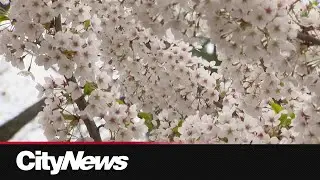 Large crowds blooming as High Park cherry blossoms hit their peak