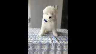 Blue Boy 