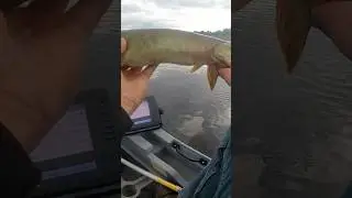 I CAUGHT My FIRST Musky! #shorts #trending #youtubeshorts #fishing #fish #musky