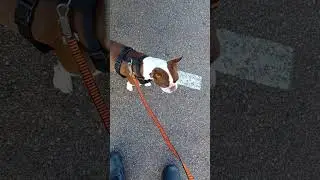 Conversation with Nikki the Boston Terrier