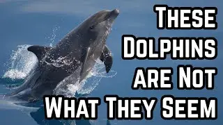 The Twist in Mediterranean Dolphins Ecotypes 