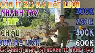 3/2/2026☎️0395531739(chắc nguyễn)🔥xổ rẻ dọn vườn 22 m&atilde; số h&agrave;ng bonsai gi&agrave; m&ugrave;a đế v&iacute;p ship lu&ocirc;n chậu
