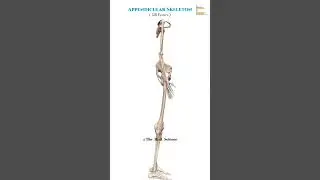 Appendicular Skeleton ( Forelimb, hind limb & Girdle Bone) #shorts #animation #realscience #anatomy