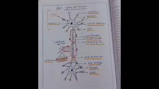 न्यूरॉन की संरचना ?Structure of neuron?#gkbiology#science#humancell#shorts#viral#neuroscience