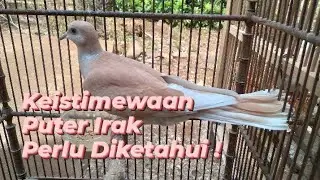 Keistimewaan Puter Irak , Jarang Diketahui !