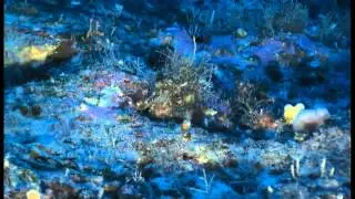 Asbestopluma hypogea - carnivorous sponge/esponja carnivora
