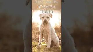 13 Medium and Large Hypoallergenic Dog Breeds
