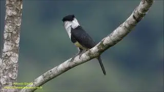 Macuru-de-barriga-castanha (Notharchus swainsoni) por Antonio Silveira.