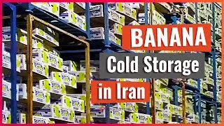 Cold Storage of Imported Banana in Iran | EXIM Asian