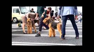 2022.9.24千葉北タータンテリアクラブ展・エアデールテリア
