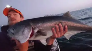 Giant Bluefish on Top Water Flies - Fly Fishing