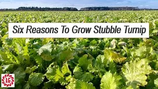 Boost autumn forage supplies | Six reasons to grow Stubble Turnips | Reduce Winter Feed Costs