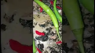 #ginataanglaing #myownversionofcooking