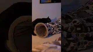 Jellybean is confused by Joobie!! @EvanAndKatelyn #cats #pets #cute #funny