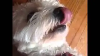 Meghan McCarthy Vine Paris loves to #sing ! #dogs #stillmyonlyfriends