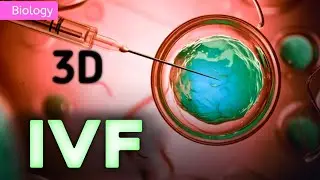 IN VITRO FERTILIZATION Class 12 Step by Step || 3D ANIMATION || @PW-NEETWallah