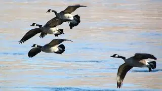 Northern Prairie Wildlife Research Center - NDGNF