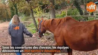 La SPA prend en charge 22 équidés détenus dans de mauvaises conditions dans le Var (83)