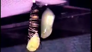 el cicle de la papallona