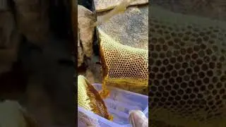 Madu Arab