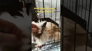 Meet my furry daughter #lionhead rabbit #momofarabbit