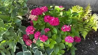 Endless Summer &ldquo;Summer Crush&rdquo; Hydrangea- my current obsession, beautiful bright pink blooms!