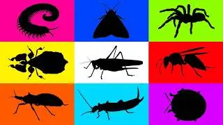 Insect: Tortoise Beetle, Moth, Millipede, Earwigs, Tarantula, Wasp, katydid, Leaf Insect, Millipede