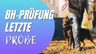 Französische Bulldogge Begleithundeprüfung - Generalprobe