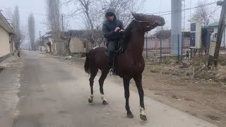 Ulogi 💯 Garantiyali Yakalab chopuvchi otlardan biri Sotuvda
