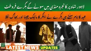 Lahore Mein Soney Ka Bakra! Bakray Ne Live Reporter Mein Mic Cheen Liya