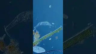 Beautiful Paramecium