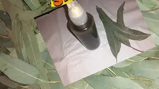 l'huile d'eucalyptus à la maison  pour soigner زيت الكالبتوس في المنزل لعلاج نزلات البرد