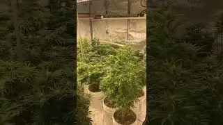 Massive cannabis home grow