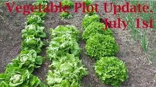 Allotment Diary July 1st : Veg Gardening update, Time to Harvest & Surprising Potato Crop