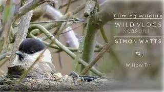 WILD Vlog SIII #3 - The Wildlife Filmmaking Vlogs; The Willow Tit