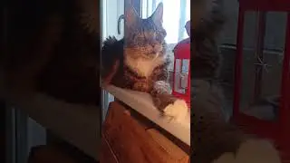 Уверенно Вписался🏠🐅 #подпишись #cats #cat #catvideos #catshorts #catvideo #прикол #приколы #shorts