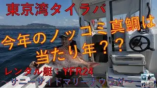 【東京湾タイラバ】レンタルボート(YFR24)今年の東京湾のノッコミ真鯛は当たり年？？～サニーサイドマリーナウラガ～