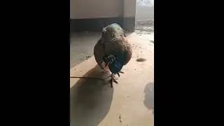 Peacock rescued forest department #channel #news #nature
