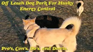 Off Leash Dog Park For Husky Energy Control - Pro&rsquo;s, Con&rsquo;s, Do&rsquo;s, and Don'ts.